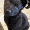 Minnie – solid black female GSD